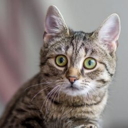 depositphotos_225697132-stock-photo-eyes-of-european-shorthair-called