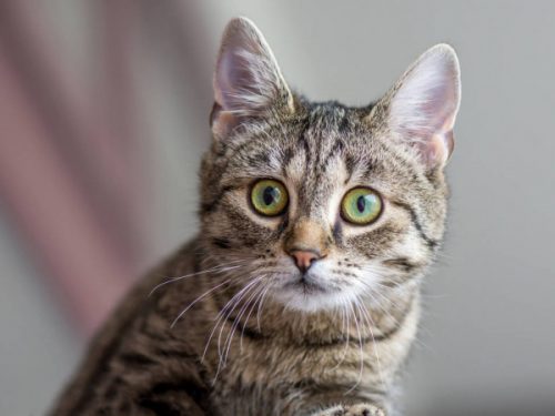 ik ben opzoek naar een dek kater voor mijn poes