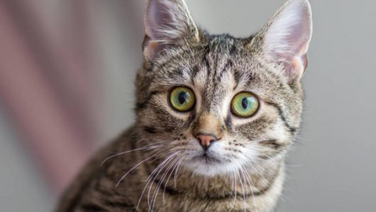 depositphotos_225697132-stock-photo-eyes-of-european-shorthair-called
