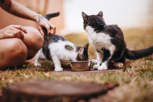 Peru virtueel Samengesteld Kattenvoer op maat en aan huis geleverd