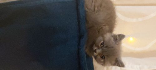 Blauwe kittens 1katertje en 1 kattin