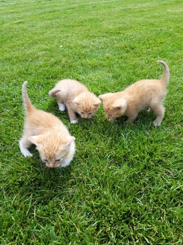 4 hele lieve kittens mogen weg