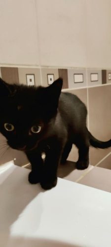 Zwarte Kitten