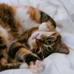 VeelkleurigeKittenimages0.persgroep.net