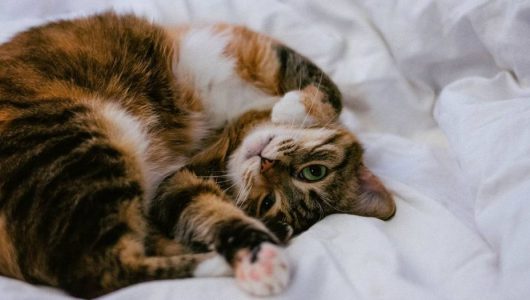 VeelkleurigeKittenimages0.persgroep.net