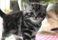 Ik zoek een kitten van maximum 20 weken oud