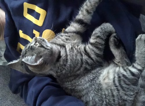 Tijgerkitten 5maand oud