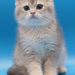 kitten bshbg