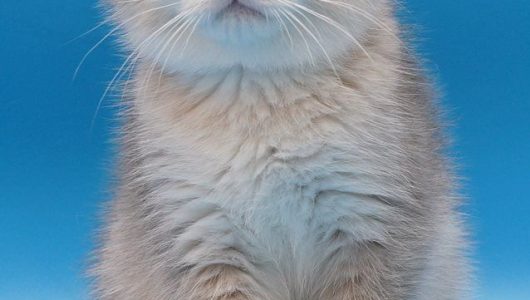 kitten bshbg