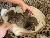 kittens klaar om te verhuizen