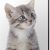greyish cat