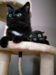 Kattin kitten