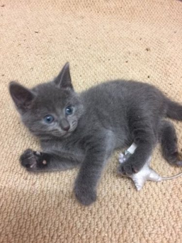 2 kittens zoeken nieuwe thuis