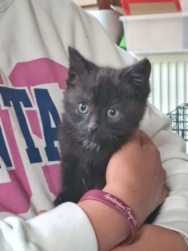 Mooi zwarte kitten 9 weken