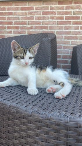 2 sociale kittens van 13 weken, samen of apart te koop