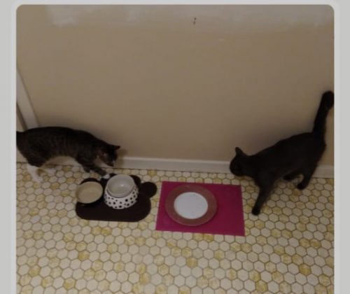 kattin en kater zoeken gouden mandje