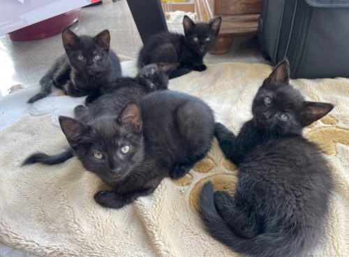 Superlieve zwarte kittens