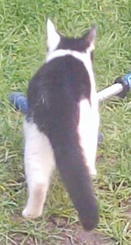 Nieuwe thuis gezocht poes