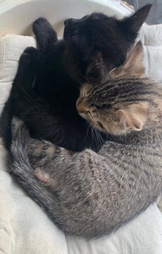 Twee katten plus katten speelgoed etc.