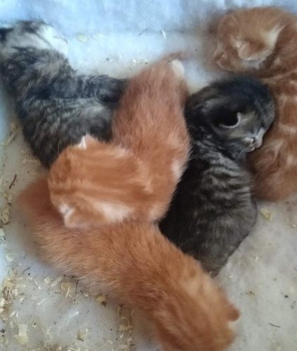 Kittens