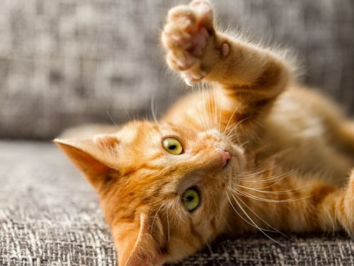 Kitten