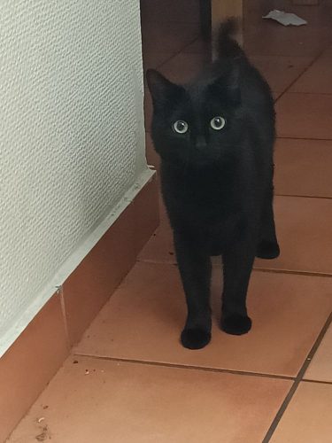 Gratis zwarte kat +- 1 jaar oud