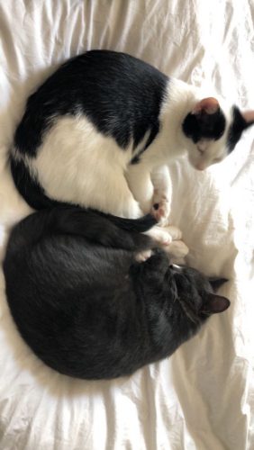 Jonge katers(gecastreerd + ontwormd) zoeken warm nestje!