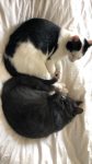 Jonge katers(gecastreerd + ontwormd) zoeken warm nestje!