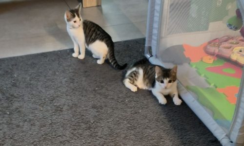 Twee katten zoeken een thuis