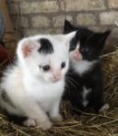 2 kittens gratis regio Lauwe