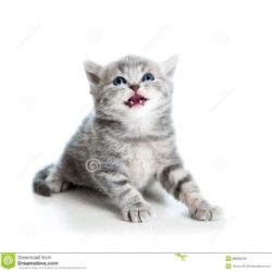 cute-cat-kitty-looking-up-white-28620246