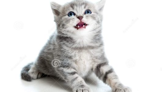 cute-cat-kitty-looking-up-white-28620246