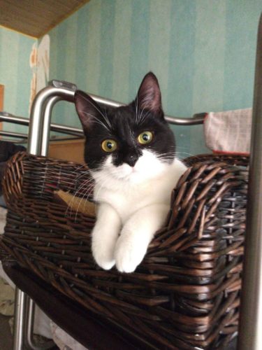 2 katten (4j) apart te herplaatsen