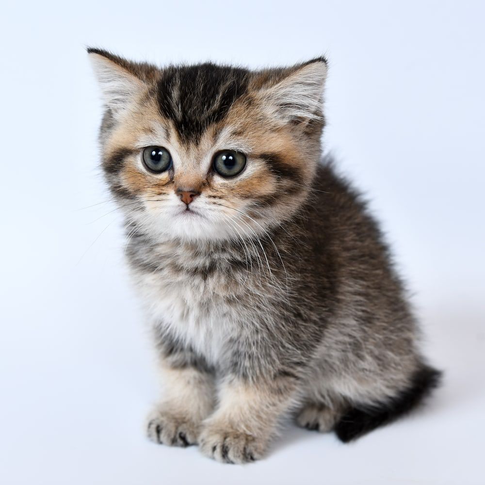 borduurwerk Ontbering ondergronds Gratis Kittens – Op zoek naar een kitten in de buurt?
