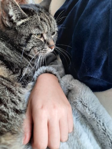 Ik ben op zoek naar een kitten die het nest mag verlaten.