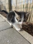 4 Kittens/chatons
