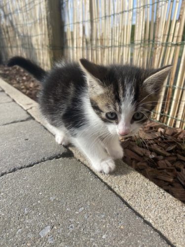 4 Kittens/chatons