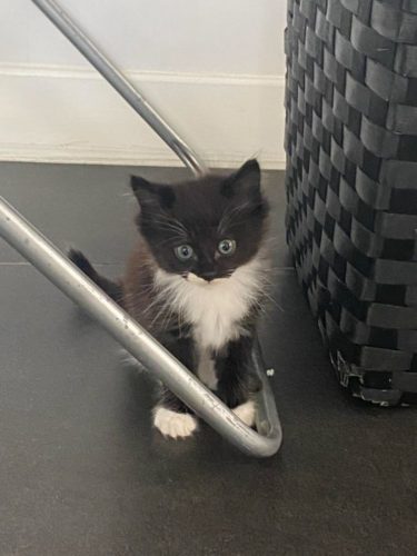 2 kittens zoeken een Warme thuis
