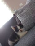 Kitten 8 weken oud