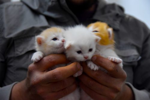 Kittens