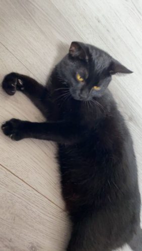 kater zoekt een goede thuis