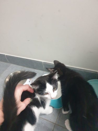Zwartwit kitten