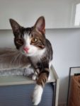 Kater Filou (8 maanden) zoekt nieuw baasje!