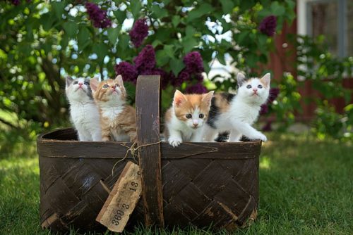 Gratis Kittens in een Mandje