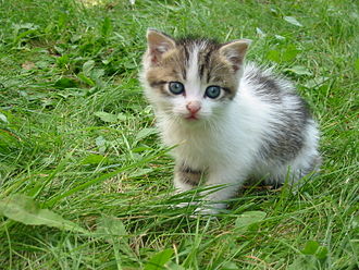 kittens