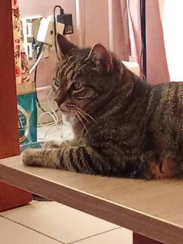Ik zoek een kitten Europese korthaar