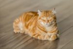 Een Slaapende Rode Kat