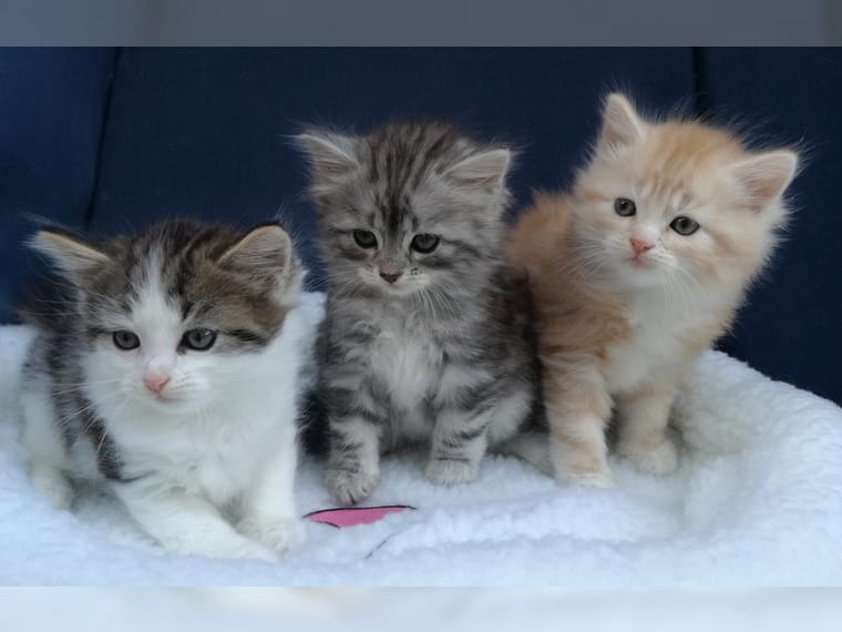 Lieve, mensvriendelijke Siberische kittens, klaar om hun nest te verlaten.