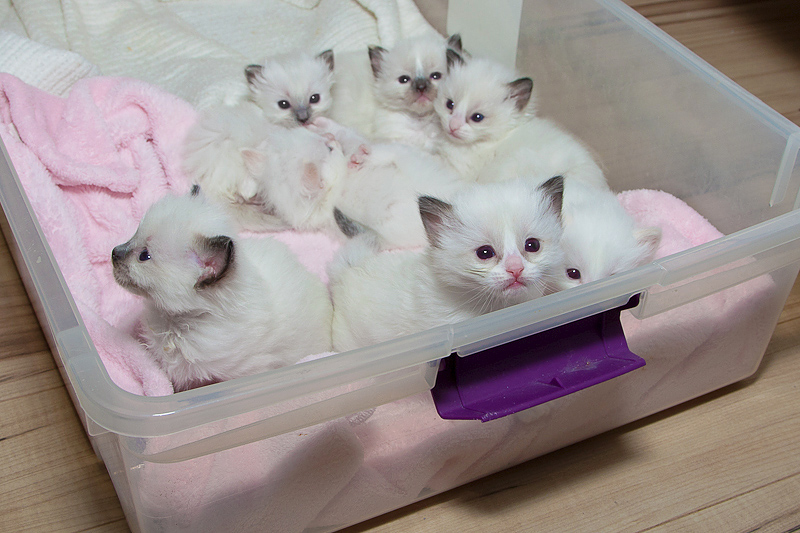 4 prachtige Ragdool kittens – allemaal al gereserveerd