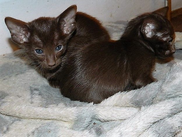 Chocolate Tortie oosterse kittens, geregistreerd bij de gccf.
